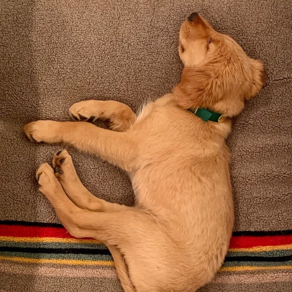 Pendleton Yakima National Park Dog Bed